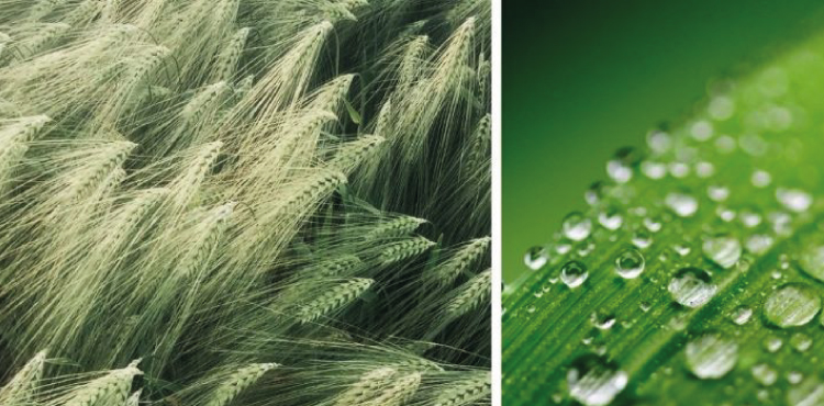 field and morning dew